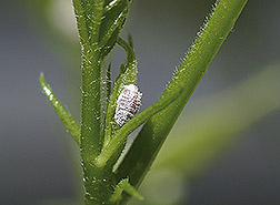Female pink hibiscus mealybug: Click here for photo caption.