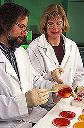 Microbiologist and animal scientist isolate Salmonella bacteria: Click here for full photo caption.