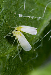 A pair of silverleaf whiteflies, Bemisia argentifolii, measuring one-tenth of an inch long: Click here for photo caption.