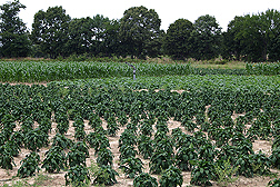 This field is in its third year of rotating bell pepper, sweet corn, and cucumber: Click here for full photo caption.