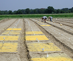Summer worker and agronomist manually apply corn gluten meal for organic weed control tests: Click here for full photo caption.