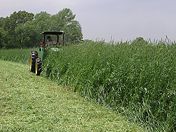 ARS technician flail-mows a rye and vetch cover crop: Click here for full photo caption.