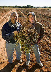 Plant pathologist and biologist and peanut breeder display a peanut plant they developed: Click here for full photo caption.