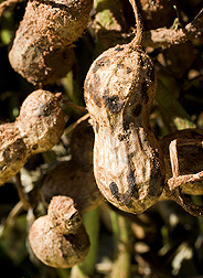 Mature peanut pod infected with pod rot caused by the fungus Rhizoctonia solani: Click here for photo caption.