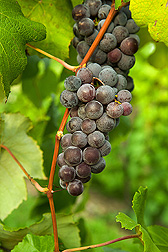 A cold-hardy, disease-resistant hybrid from the grape germplasm collection: Click here for full photo caption.