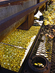 Citrus peel waste: Click here for full photo caption.