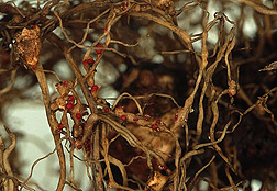 Grape roots infected with root-knot nematodes: Click here for full photo caption.