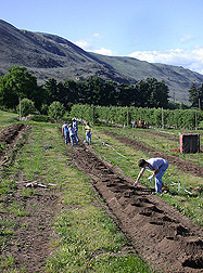 An ARS research apple orchard in Wenatchee, Washington, being replanted in spring 2005: Click here for photo caption.