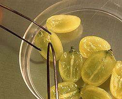 An undersized seed is removed from a sliced grape: Click here for full photo caption.