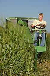 In Nebraska, technician harvests switchgrass to evaluate yield potential: Click here for full photo caption.