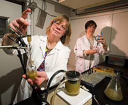 ARS technicians dispense rumen fluid into sample vials containing biomass materials: Click here for full photo caption.