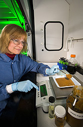 Biologist prepares a sample of trap grease for conversion to biodiesel: Click here for full photo caption.