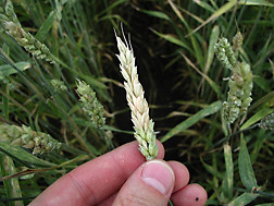 Typical premature whitening of a wheat head infected with the fungus that causes Fusarium head blight: Click here for photo caption.