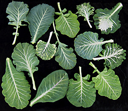A sampling of leaves from different Carolina collard landraces clearly shows leaf variation among them: Click here for photo caption.