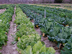 Field plots at Charleston, which contain grow-outs of collard samples collected from Carolina seed-savers: Click here for full photo caption.