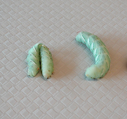 The tobacco hornworm larva, each about 2 inches long: Click here for full photo caption.