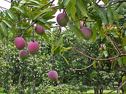 Fruit of the Florida cultivar Tommy Atkins is just one of several hybrids that produce dependably over a range of environmental conditions: Click here for photo caption.