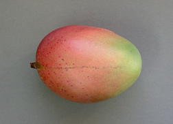 The Florida cultivar Keitt produces large fruit that tends to be pale green to pink and more of an elongated shape: Click here for photo caption.