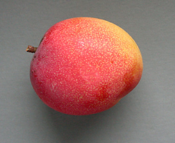 Fruit of the Florida cultivar Haden, a monoembryonic mango whose characteristics include fine flavor, bright colors—such as red and orange—and a round shape: Click here for full photo caption.