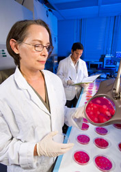 Veterinary medical officer and technician analyze how many colony types are present in the organs of chickens infected with Salmonella: Click here for full photo caption.