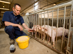 Animal nutritionist feeds piglets crude glycerin (the dark liquid), which he has shown to be an excellent source of energy for the animals: Click here for full photo caption.