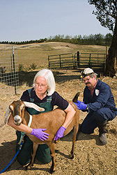 Microbiologist and molecular biologist obtain tissue from a goat for use in a new test for scrapie: Click here for full photo caption.