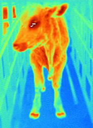 Infrared image of a cow infected with foot-and-mouth-disease virus: Click here for full photo caption.