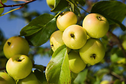 The European crab apple (Malus sylvestris) can be found from Scandinavia to Greece: Click here for photo caption.