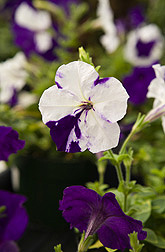 The white areas on these normally purple-colored petunias are the result of a research technique called “virus-induced gene silencing” (VIGS): Click here for full photo caption.