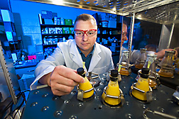 Microbiologist who developed the shake-flask model for simulating bacterial infection during ethanol fermentation, places flasks in an incubator: Click here for full photo caption.
