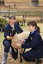 Animal care manager (left) and microbiologist collect a blood sample from a sheep for an OPPV-related immunogenetic analysis: Click here for full photo caption.