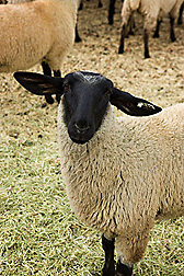 A sheep from a flock established and maintained to be free of MCF and OPP viruses: Click here for photo caption.
