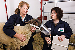 Technician (left) and veterinary medical officer use a nebulizer to infect a sheep with MCF virus: Click here for full photo caption.