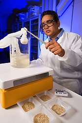 Food technologist tests the cooking time of different brown rice varieties: Click here for full photo caption.