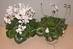 Potted cyclamen plants treated with TDZ (left) stay fresh significantly longer than untreated plants: Click here for photo caption.