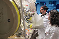 Rumen microbiologist (left) and technician prepare hops flowers for a bacterial growth inhibition experiment in an anaerobic glove chamber: Click here for full photo caption.