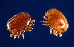 Varroa mites: Click here for photo caption.