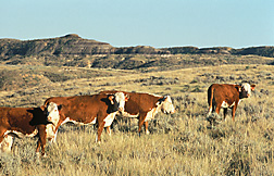 Cows: Click here for full photo caption.