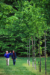 In the 1990s and 2000s, breeding and selection at the U.S. National Arboretum leads to the introduction of 10 elm cultivars resistant to Dutch elm disease: Click here for full photo caption.
