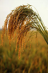 U.S. long grain rice: Click here for photo caption.