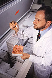 Physiologist sorts vials of plasma and serum stored at -80°C that will be used for lipid analyses: Click here for full photo caption.