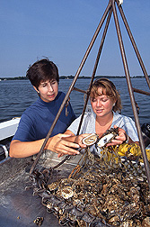 Oysters collected from the Choptank River by chemists: Click here for full photo caption.