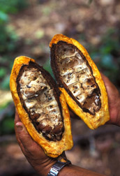BARC scientists discover in 1999 a fungus that inhibits a devastating disease on cacao trees: Click here for full photo caption.