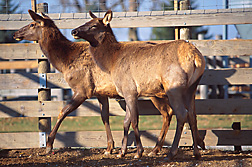 Elk: Click here for full photo caption.