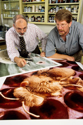 Cytologist (left) and entomologist examine a highly magnified photo of a honey bee infested with Varroa: Click here for full photo caption.