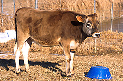 The first transgenic cow, named “Annie”: Click here for full photo caption.