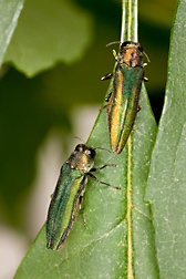Emerald ash borer, Agrilus planipennis: Click here for photo caption.