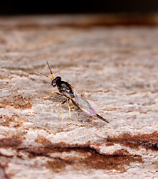 The parasitic wasp Tetrastichus planipennisi: Click here for full photo caption.