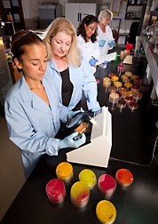 Left to right: Visiting Spanish veterinarian scientist and physiologist examine Petri dishes for pathogens like Campylobacter, Salmonella, and E. coli, while postdoctoral fellow and University of Arkansas microbiologist prepare plates to study the efficacy of natural compounds against pathogenic gastrointestinal bacteria from poultry: Click here for full photo caption.
