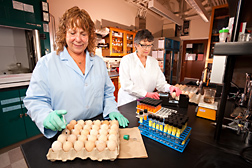 Microbiologist (left) inoculates chicken embryos in tests to determine the virulence of bacteria as technician uses a digital egg monitor to determine embryo viability: Click here for full photo caption.